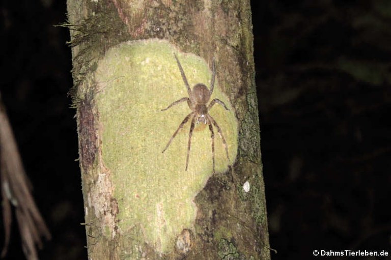 vermutlich Phoneutria fera