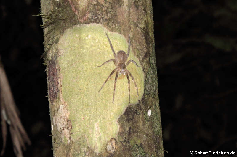 unbekannte Spinne