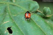 unbekannter Käfer auf dem Gebiet der Sacha Lodge im Nationalpark Yasuní, nahe des Rio Napo in Ecuador