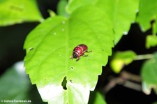 unbekannter Käfer auf dem Gebiet der Sacha Lodge im Nationalpark Yasuní, nahe des Rio Napo in Ecuador