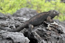 Mertens-Meerechse (Amblyrhynchus cristatus mertensi) auf San Cristóbal, Galápagos, Ecuador