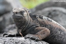 Mertens-Meerechse (Amblyrhynchus cristatus mertensi) auf San Cristóbal, Galápagos, Ecuador