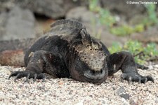 Mertens-Meerechse (Amblyrhynchus cristatus mertensi) auf San Cristóbal, Galápagos, Ecuador