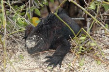 Mertens-Meerechse (Amblyrhynchus cristatus mertensi) auf San Cristóbal, Galápagos, Ecuador