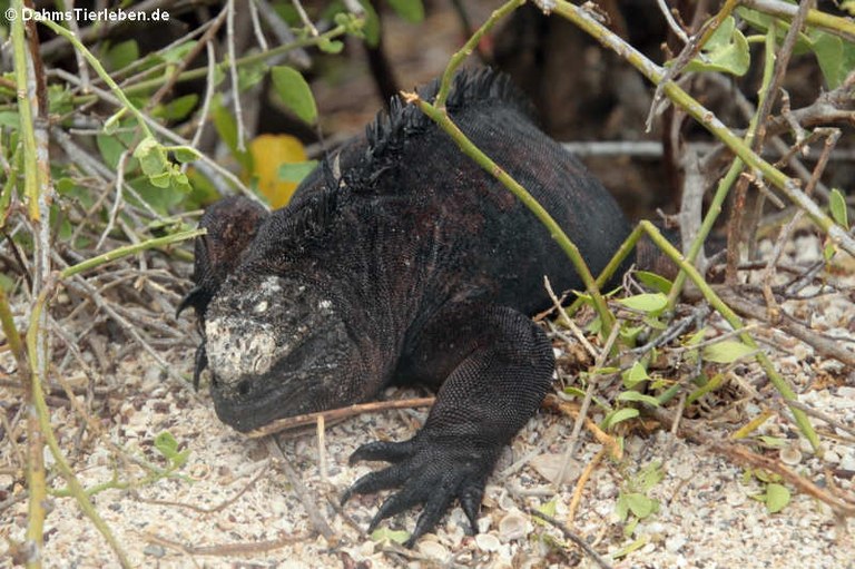 Amblyrhynchus cristatus mertensi