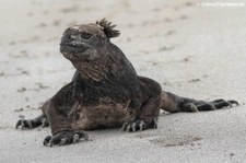 Mertens-Meerechse (Amblyrhynchus cristatus mertensi) auf San Cristóbal, Galápagos, Ecuador