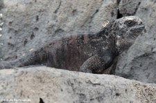 Mertens-Meerechse (Amblyrhynchus cristatus mertensi) auf San Cristóbal, Galápagos, Ecuador