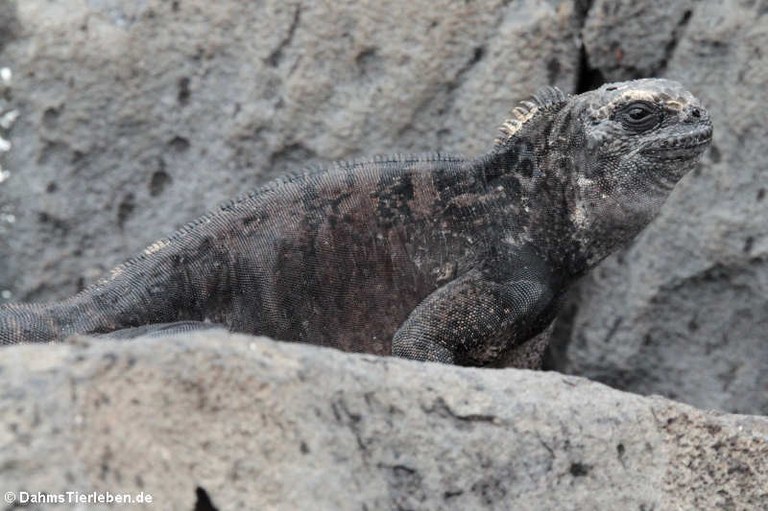 Amblyrhynchus cristatus mertensi