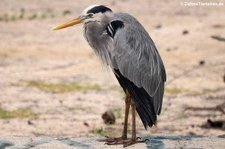 Kanadareiher (Ardea herodias cognata) auf San Cristóbal, Galápagos, Ecuador