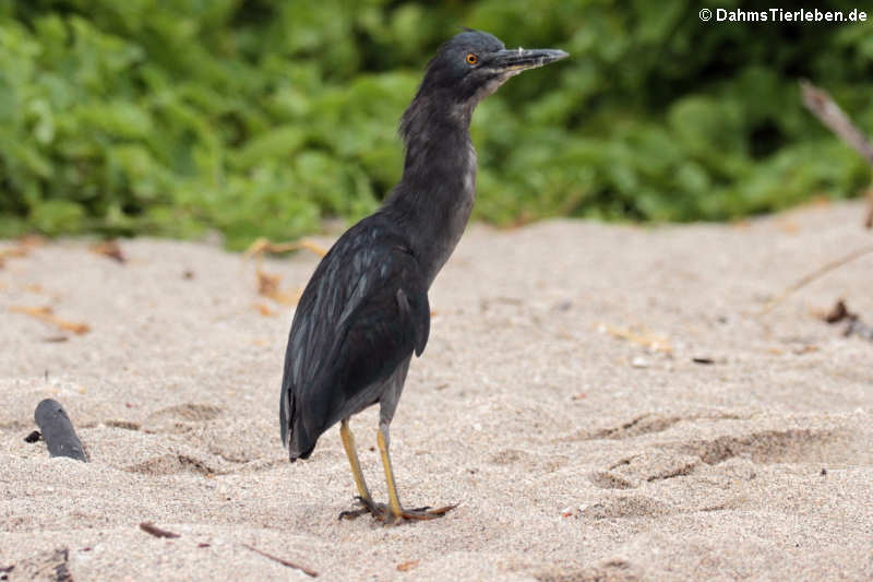 Butorides sundevalli-1