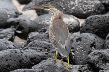 Lavareiher (Butorides sundevalli) auf der Galápagos-Insel San Cristóbal