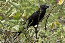 Glattschnabelani (Crotophaga ani) auf San Cristóbal, Galápagos, Ecuador