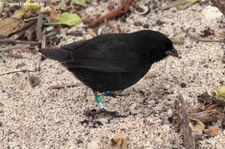 Kleingrundfink (Geospiza fuliginosa) von der Galápagos-Insel San Cristóbal