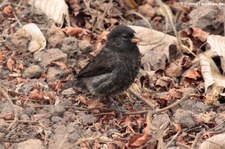 Kleingrundfink (Geospiza fuliginosa) von der Galápagos-Insel San Cristóbal