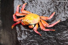 Rote Klippenkrabbe (Grapsus grapsus) auf San Cristóbal (Galápagos, Ecuador)