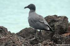 Lavamöwe (Leucophaeus fuliginosus) aus San Cristóbal, Galápagos