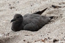 Lavamöwe (Leucophaeus fuliginosus) aus San Cristóbal, Galápagos