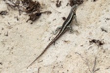 San Cristóbal Lavaechse (Microlophus bivittatus) von der Galápagos-Insel San Cristóbal