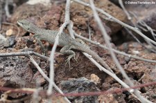 San Cristóbal Lavaechse (Microlophus bivittatus) von der Galápagos-Insel San Cristóbal