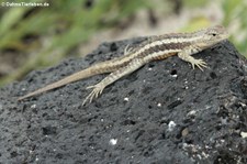 San Cristóbal Lavaechse (Microlophus bivittatus) von der Galápagos-Insel San Cristóbal