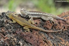 San Cristóbal Lavaechse (Microlophus bivittatus) von der Galápagos-Insel San Cristóbal