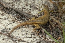 San Cristóbal Lavaechse (Microlophus bivittatus) von der Galápagos-Insel San Cristóbal