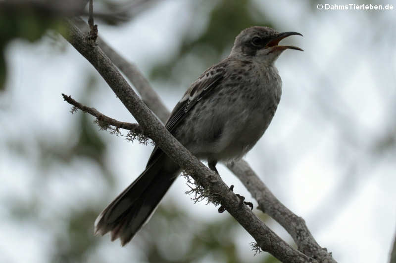 Mimus melanotis