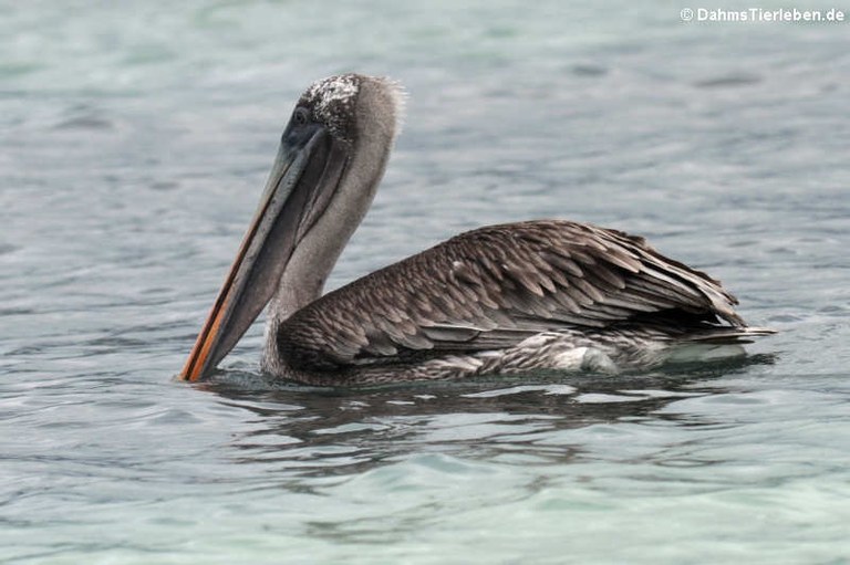 Pelecanus occidentalis urinator