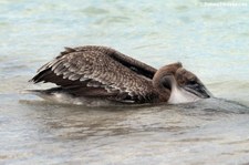 Brauner Galapagos-Pelikan (Pelecanus occidentalis urinator) auf San Cristobal, Galápagos, Ecuador