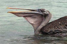 Brauner Galapagos-Pelikan (Pelecanus occidentalis urinator) auf San Cristobal, Galápagos, Ecuador