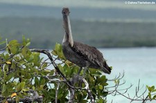 Brauner Galapagos-Pelikan (Pelecanus occidentalis urinator) auf San Cristobal, Galápagos, Ecuador