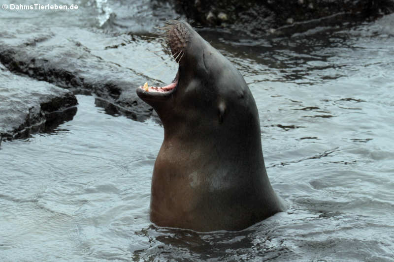 Galápagos-Seelöwe Zalophus wollebaeki-2
