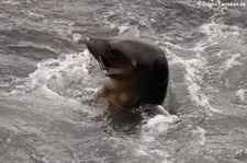 Galápagos-Seelöwe (Zalophus wollebaeki) auf San Cristóbal, Galápagos, Ecuador