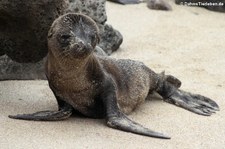 Galápagos-Seelöwe (Zalophus wollebaeki) auf San Cristóbal, Galápagos, Ecuador