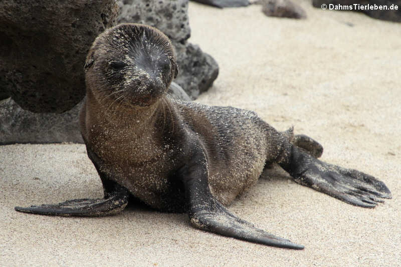 Junger Galápagos-Seelöwe Zalophus wollebaeki-1