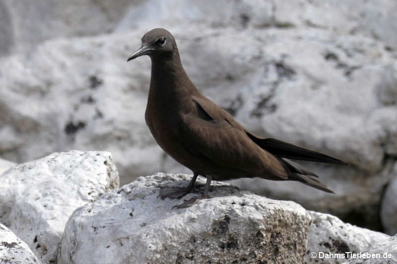 Anous stolidus galapagensis-2