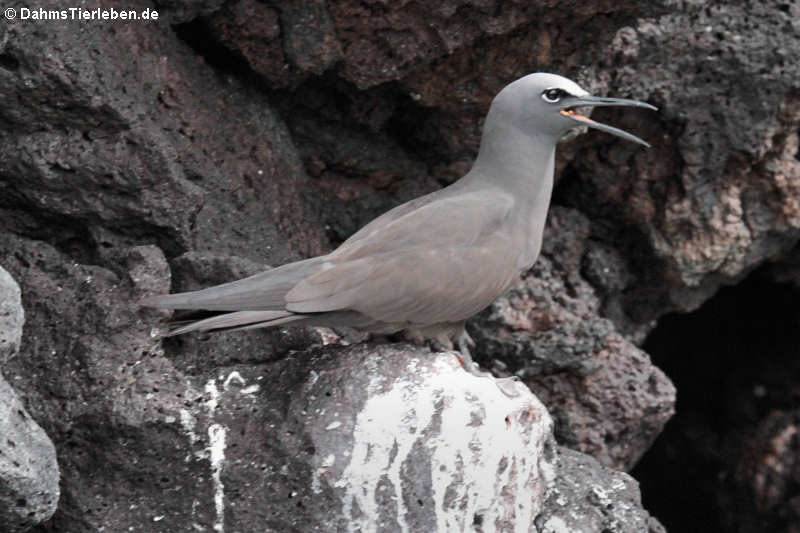 Galápagos Braunnoddy (Anous stolidus galapagensis) auf Santa Cruz