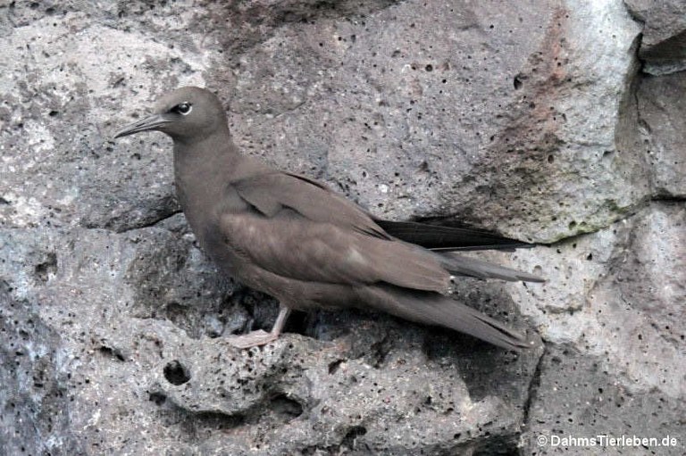 Anous stolidus galapagensis