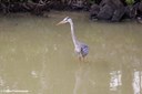 Ardea herodias cognata