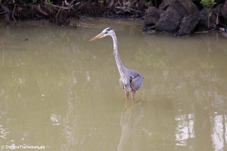 Ardea herodias cognata