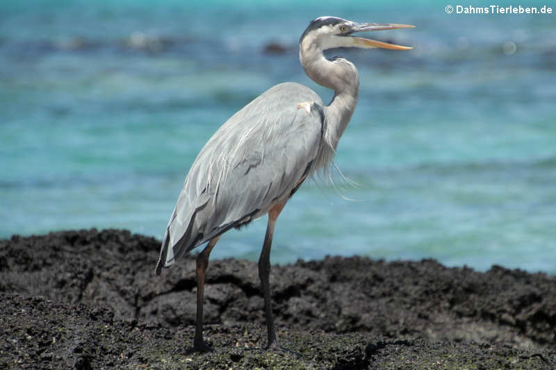 Ardea herodias cognata-3