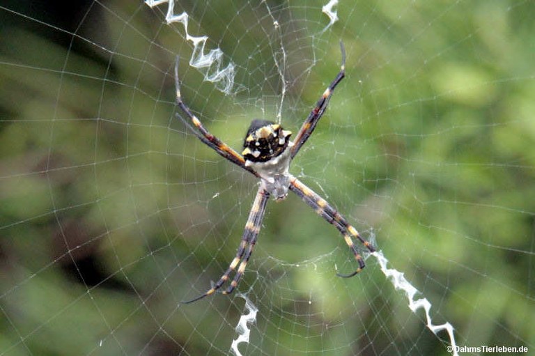 Argiope argentata