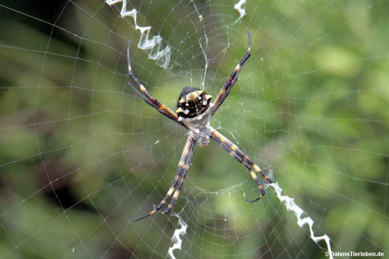 Argiope argentata-1
