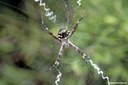 Argiope argentata