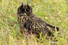 Galápagos-Ohreule (Asio flammeus galapagoensis) auf Santa Cruz, Galápagos, Ecuador