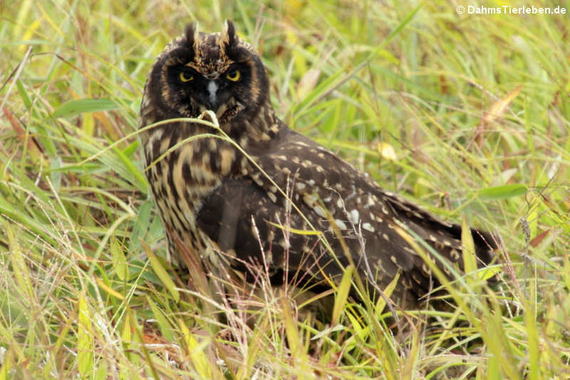 Asio flammeus galapagoensis