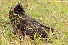 Galápagos-Ohreule (Asio flammeus galapagoensis) auf Santa Cruz, Galápagos, Ecuador