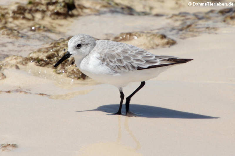 Calidris alba