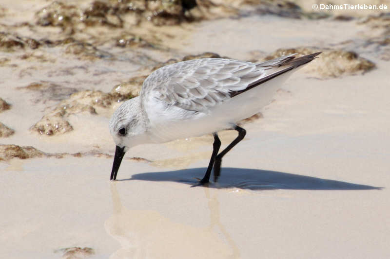 Calidris alba