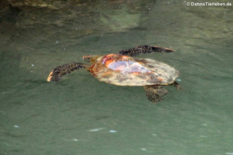 Chelonia mydas